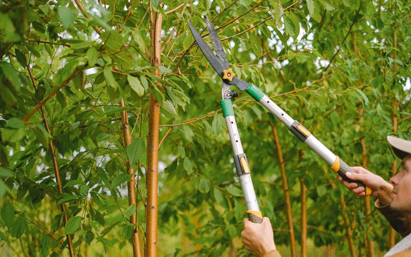 Tree trimming in Warrendale, PA